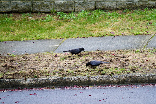 Oiseaux se nourrissant de vers blancs