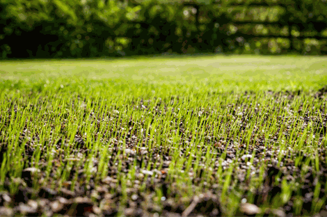 Semence en reprise suite à l'aérosemence