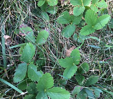 Variété de prunelle vulgaire présent dans la pelouse