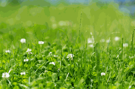 Variété de trèfle blanc présent dans la pelouse