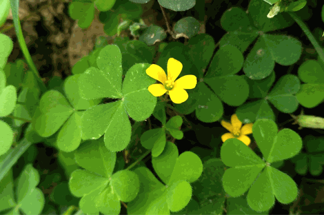 Variété d'oxalide présent dans la pelouse